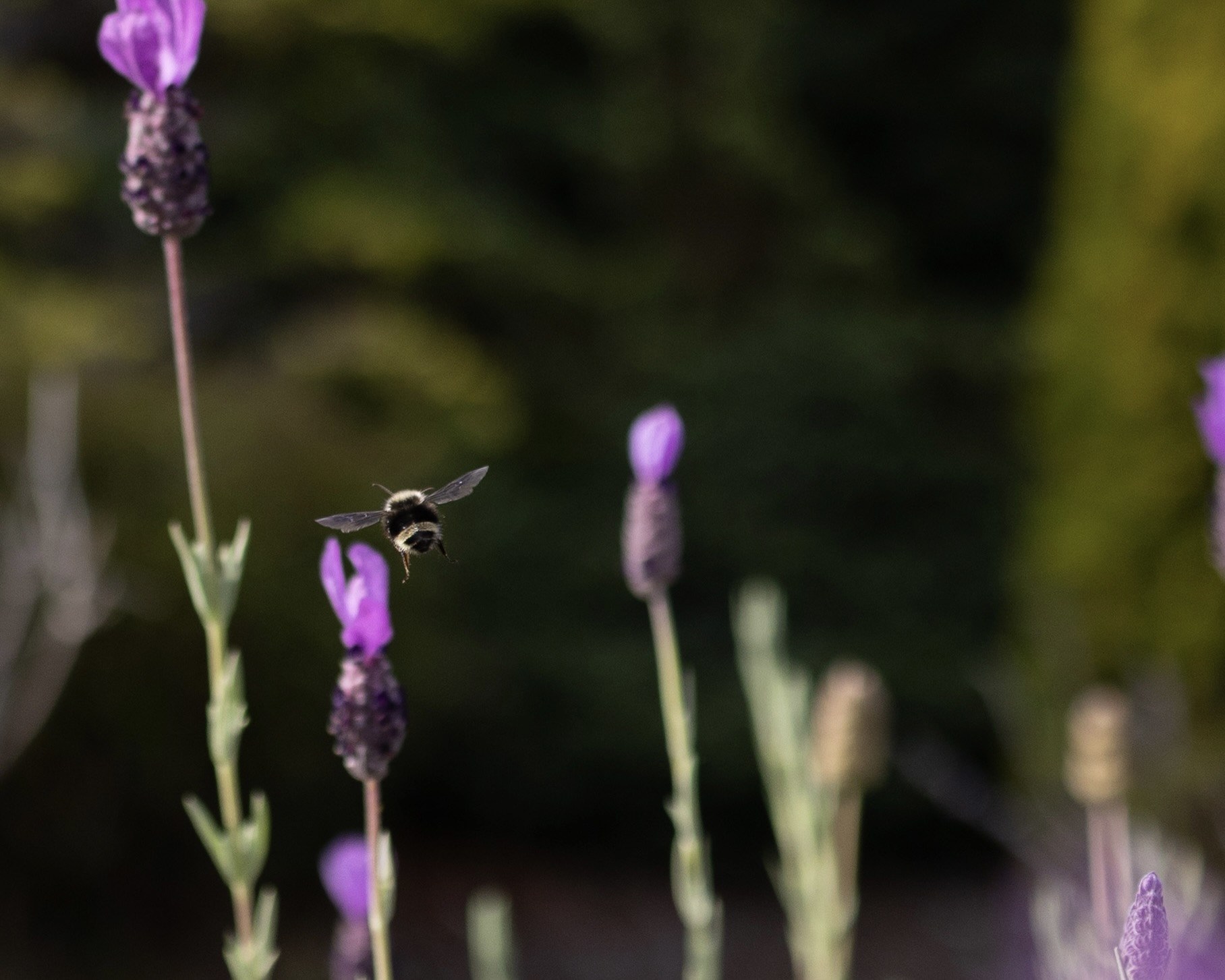A bumblebee flying between purple lavender flowers